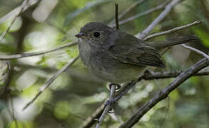 Tawny-crowned Pygmy Tyrant