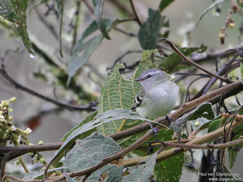 White-tailed Tyrannulet