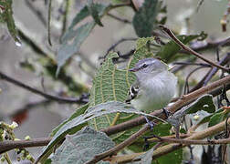 White-tailed Tyrannulet