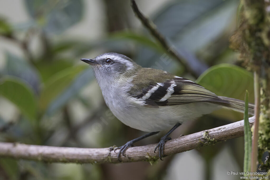 White-banded Tyrannuletadult