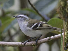 White-banded Tyrannulet