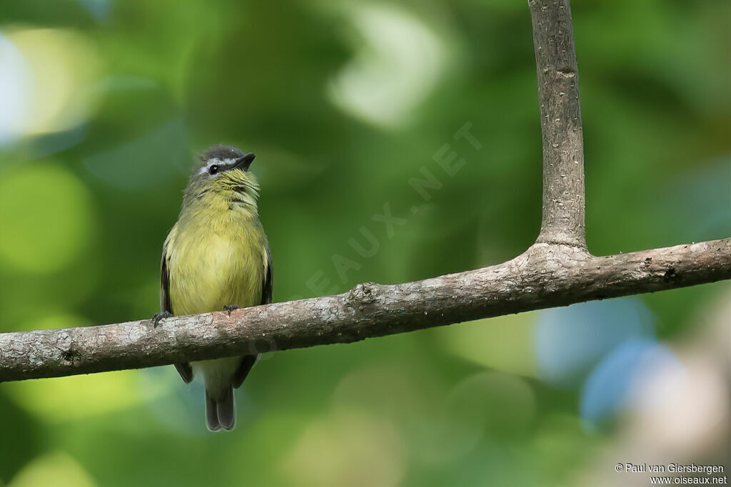 Brown-capped Tyrannuletadult