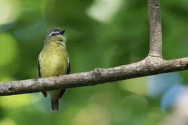 Brown-capped Tyrannulet