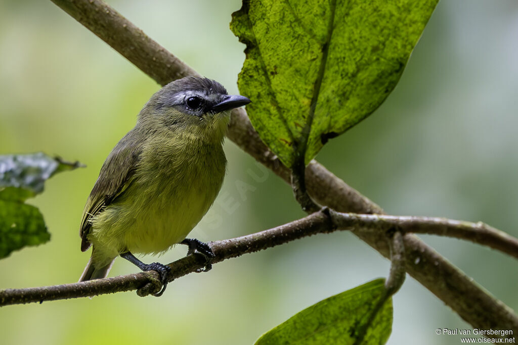 Tyranneau à tête brune