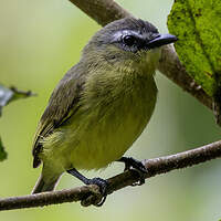 Tyranneau à tête brune