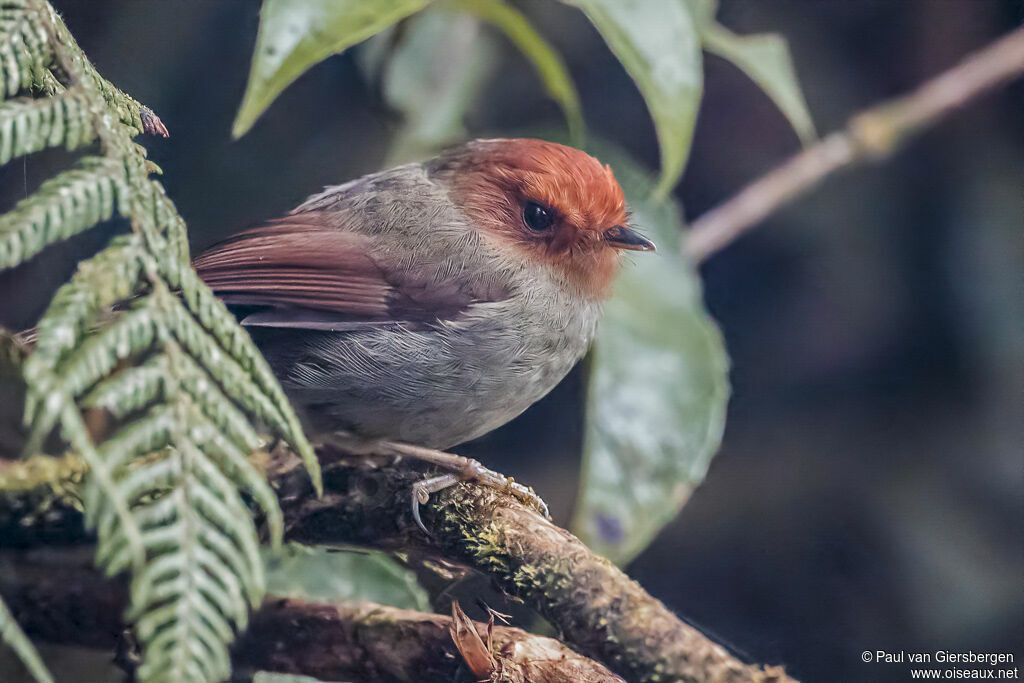 Rufous-headed Pygmy Tyrantadult