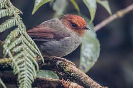 Rufous-headed Pygmy Tyrant