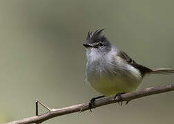 White-crested Tyrannulet