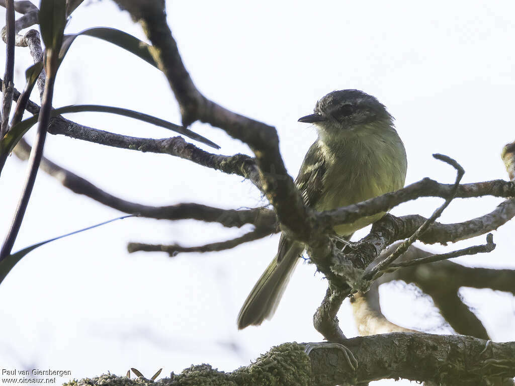 Ecuadorian Tyrannuletadult, close-up portrait