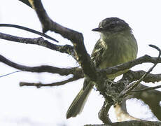 Ecuadorian Tyrannulet