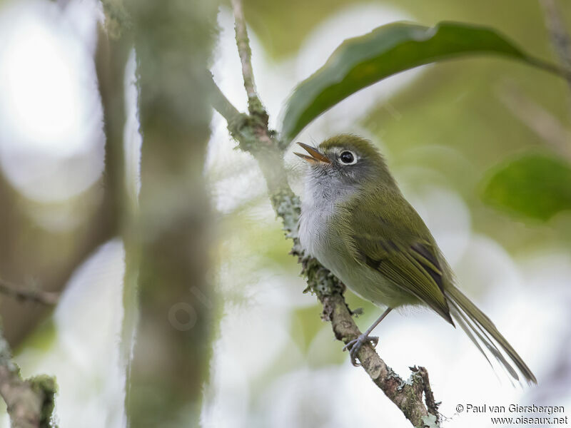 Serra do Mar Tyrannulet