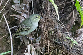 Coopmans's Tyrannulet