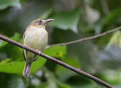 Southern Bentbill