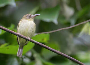 Tyranneau de Lawrence