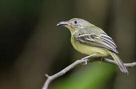 Southern Bentbill