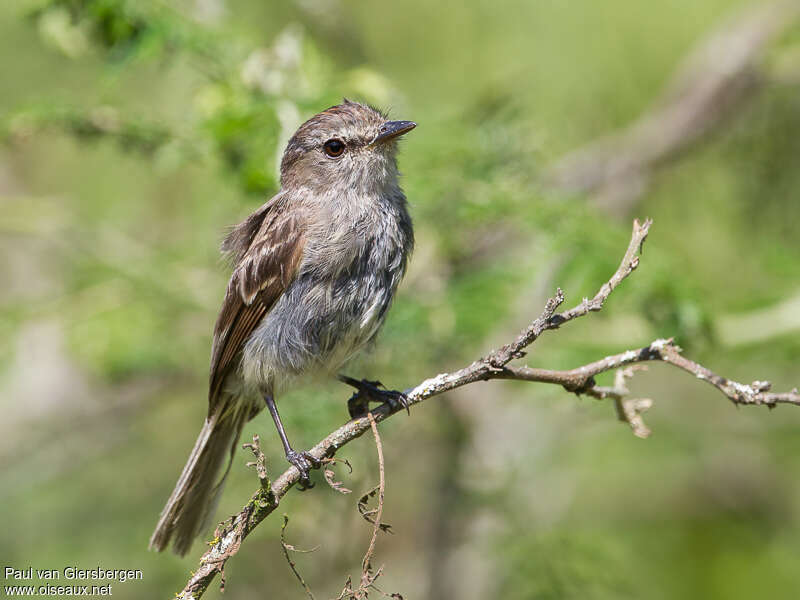 Tumbesian Tyrannuletadult