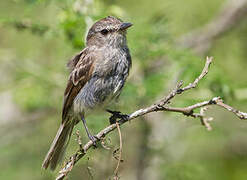 Tumbesian Tyrannulet