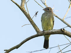 Northern Scrub Flycatcher