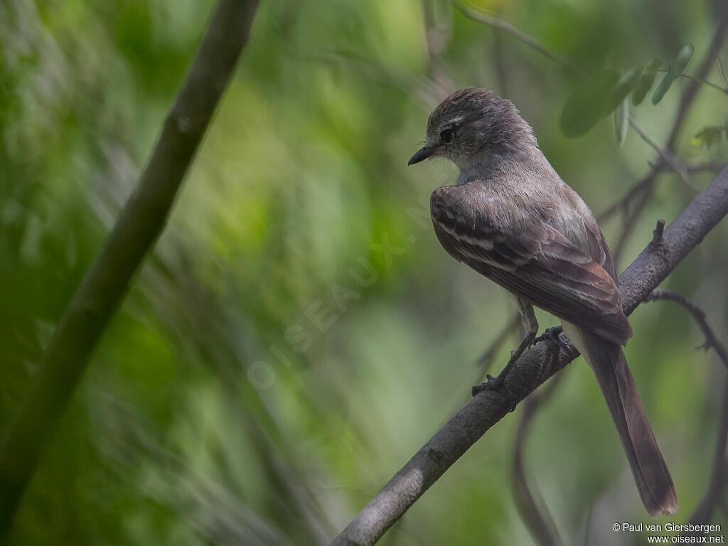 Northern Scrub Flycatcheradult