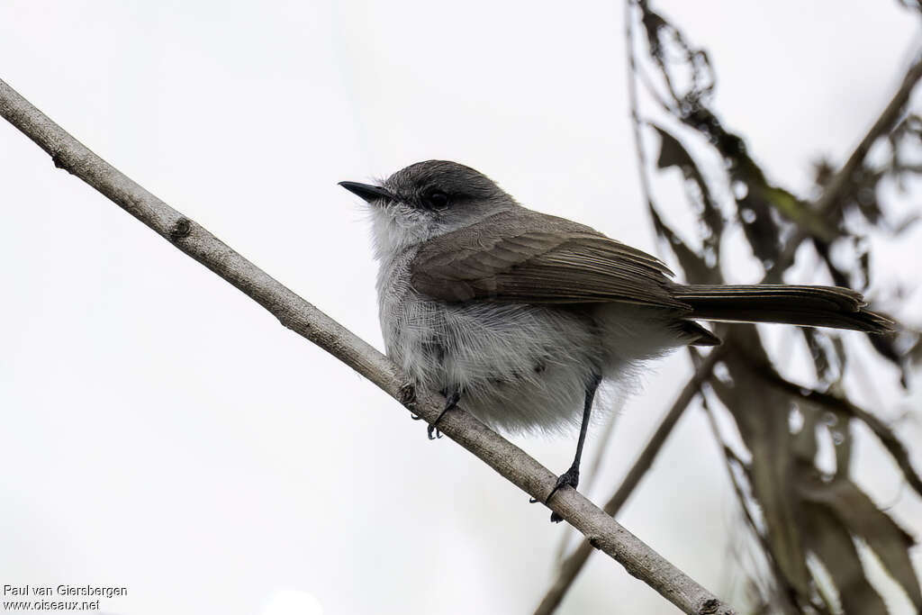 Tyranneau des rivièresadulte