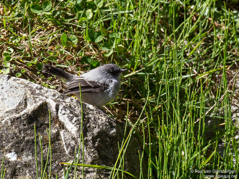 Torrent Tyrannulet