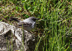 Torrent Tyrannulet