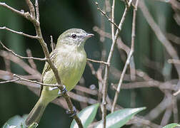 Planalto Tyrannulet