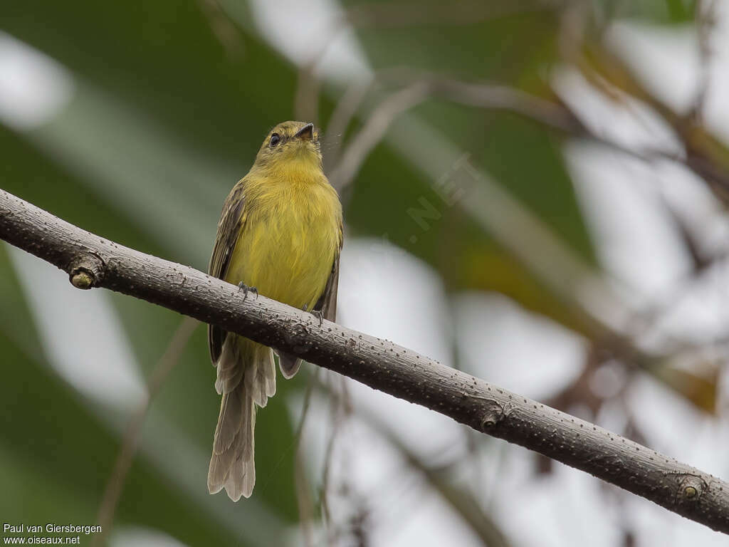 Yellow Tyrannulet, habitat, moulting, pigmentation