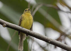 Yellow Tyrannulet