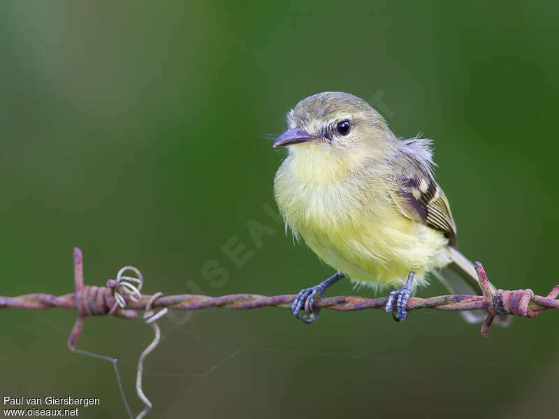 Yellow Tyrannuletadult, close-up portrait