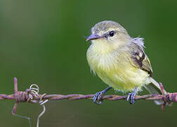 Yellow Tyrannulet