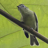 Tyranneau jaune-vert