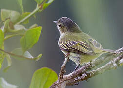 Mistletoe Tyrannulet