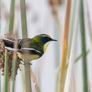 Tyranneau omnicolore
