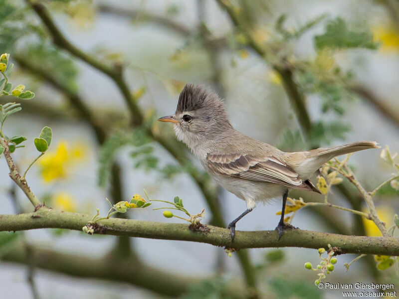 Southern Beardless Tyrannulet