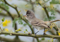 Southern Beardless Tyrannulet