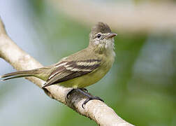 Southern Beardless Tyrannulet