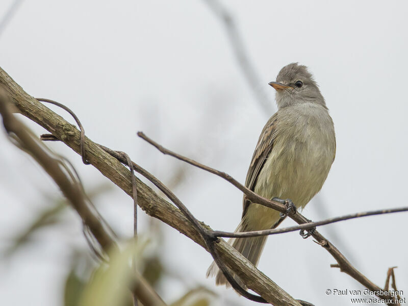 Southern Beardless Tyrannulet