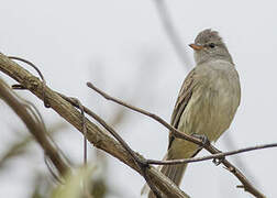 Southern Beardless Tyrannulet