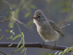 Southern Beardless Tyrannulet