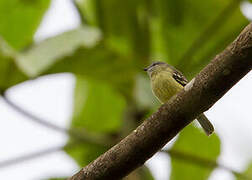 Yellow-crowned Tyrannulet