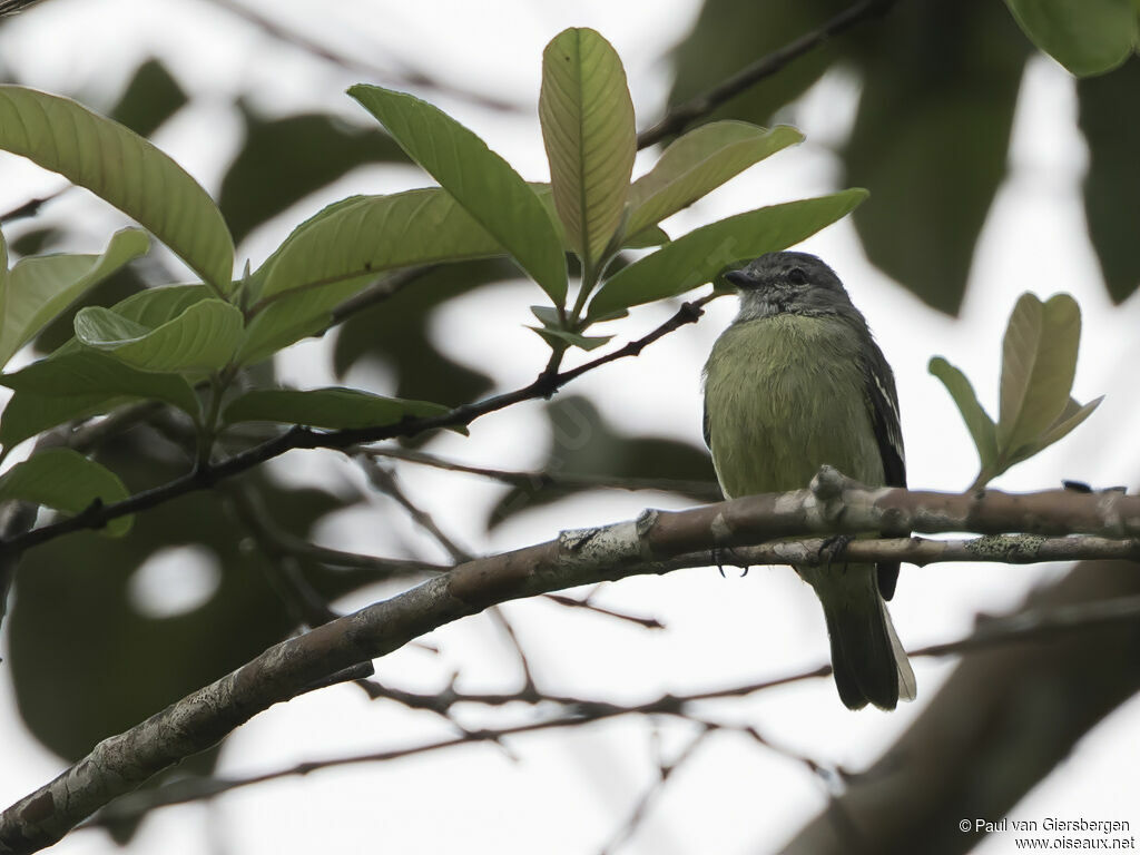 Yellow-crowned Tyrannulet