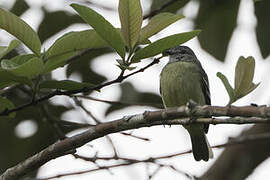 Yellow-crowned Tyrannulet