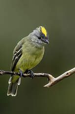 Tyranneau roitelet