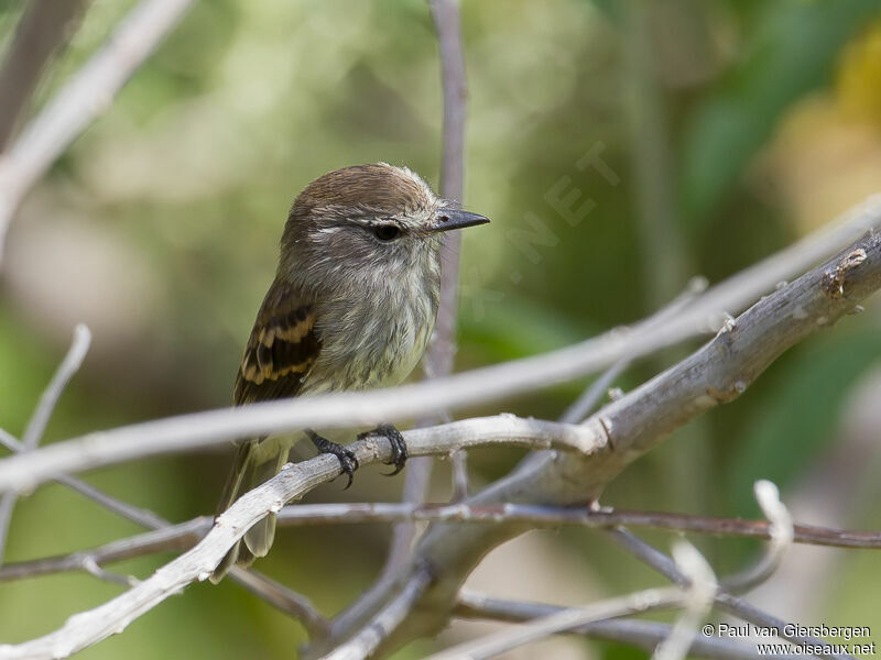 Mouse-colored Tyrannulet