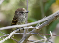 Southern Mouse-colored Tyrannulet