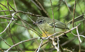 Mottle-cheeked Tyrannulet