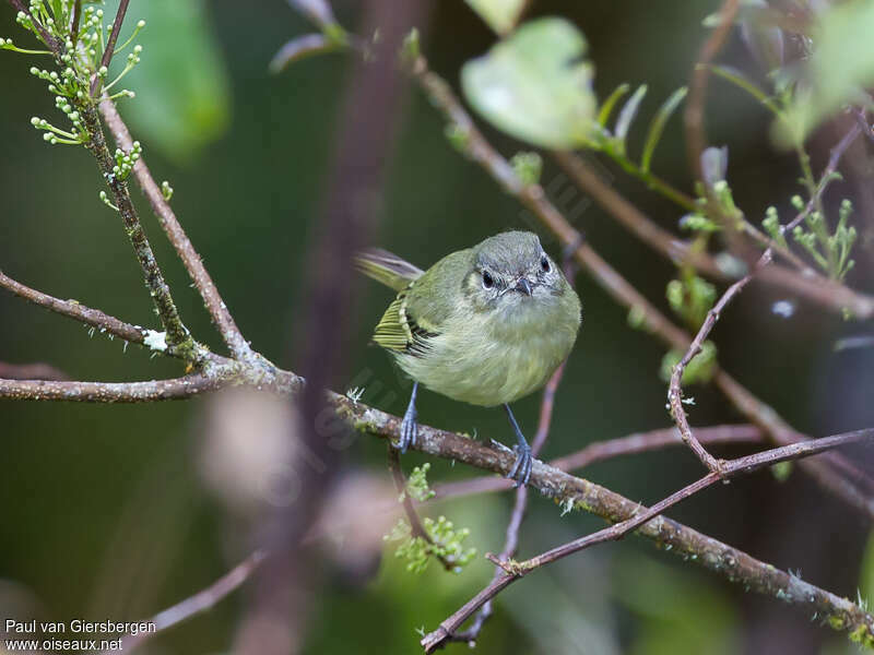 Mottle-cheeked Tyrannuletadult, close-up portrait