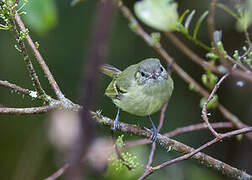 Mottle-cheeked Tyrannulet