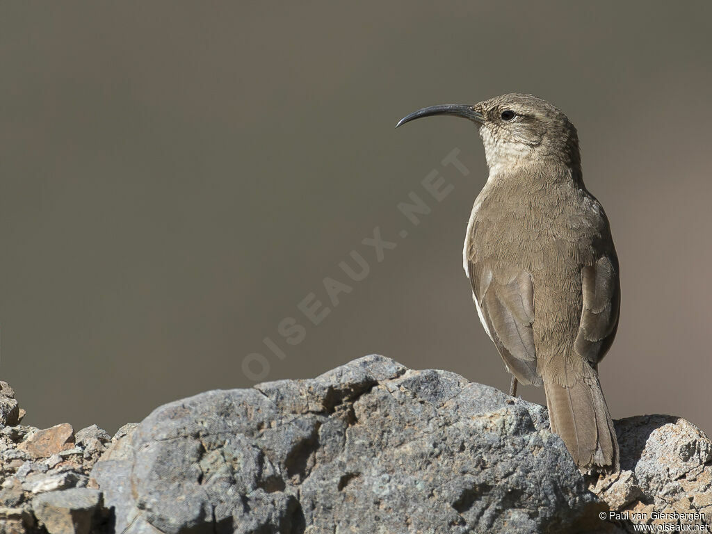 Buff-breasted Earthcreeperadult